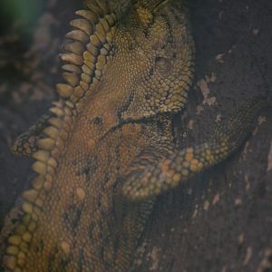 Doria's anglehead lizard