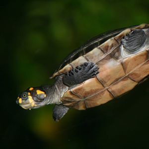 Yellow-spotted Amazon river turtle