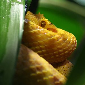 Eyelash viper