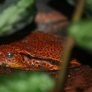 Sambava [false] tomato frog