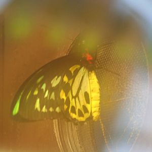 Common green birdwing