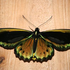 Common green birdwing