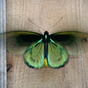 Common green birdwing