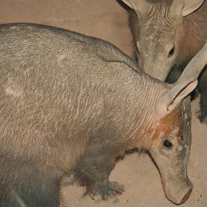 Aardvarks