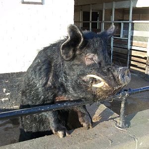 Sewerby Zoo, Pugwash the Kune Kune Pig 3rd February 2012