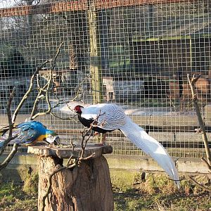 Sewerby Zoo, Monty the Blue and Yellow Macaw and Silver Pheasant 3rd Februa