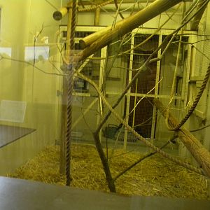 Indoor Black Howler enclosure at Blackpool Zoo 17/07/11