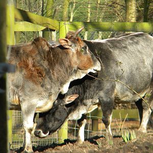 Zebus at Blackpool Zoo 06/03/11