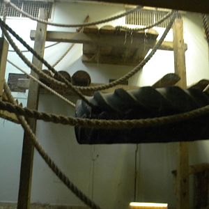 Indoor Gorilla enclosure at Blackpool Zoo 06/03/11