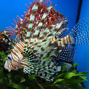 Red lion fish (Pterois volitans)