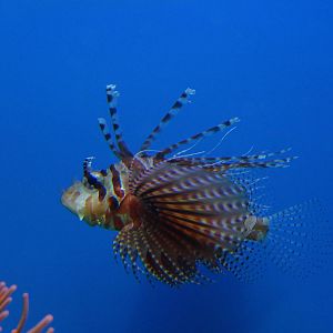 Zebra turkey fish (Dendrochirus zebra)