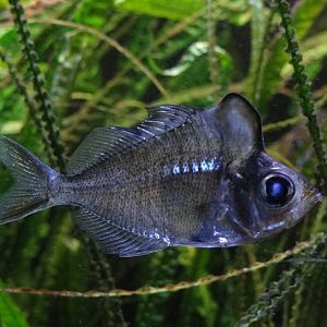 Humphead glassfish (Parambassis pulcinella)