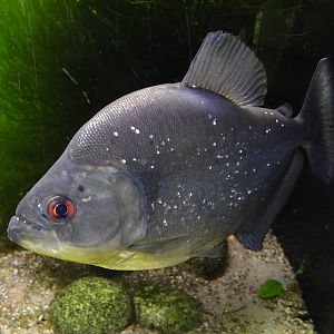 Redeye piranha (Pygocentrus rhombeus)