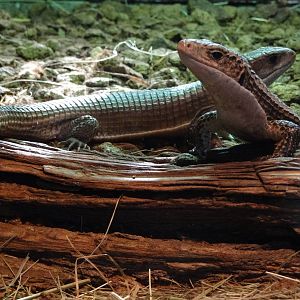 Sudan plated lizard (Gerrhosaurus m. major)