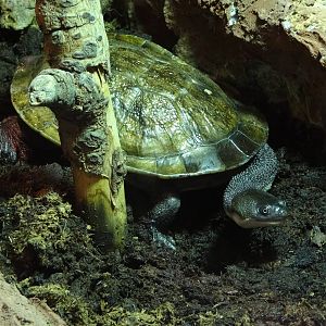 Roti island snake-necked turtle (Chelodina mccordi)