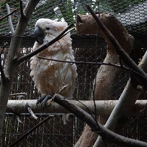 Salmon-crested cockatoo (Cacatua moluccensis)