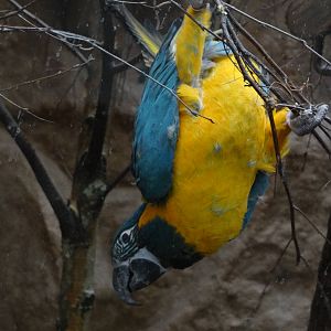 Blue-throated macaw (Ara glaucogularis)