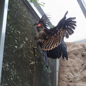 Palm cockatoo (Probosciger aterrimus)