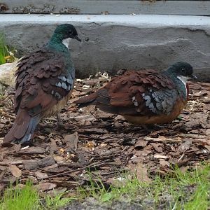 Mindanao bleeding-heart (Gallicolumba crinigera)