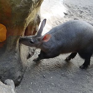 Aardvark