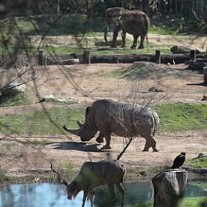 three section savanna