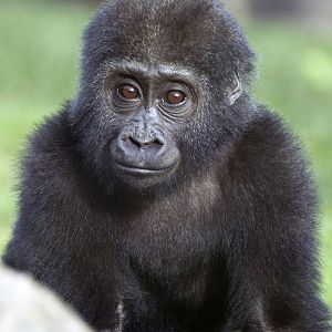Meisie 19 month old gorilla