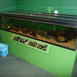 Mudpuppy Exhibit at Slimbridge, 06/02/12