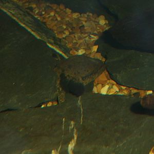 Common Mudpuppy at Slimbridge, 06/02/12