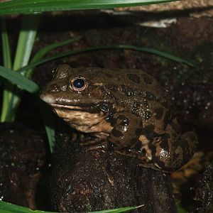 Marsh Frog at Slimbridge, 06/02/12