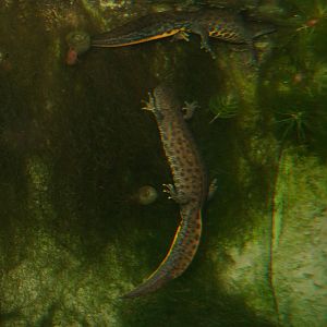 Great Crested Newts at Slimbridge, 06/02/12