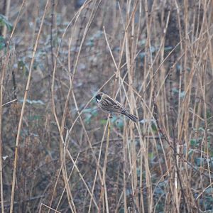 (Wild) Reed Bunting at Slimbridge, 06/02/12