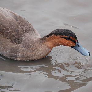 Philippine Duck at Slimbridge, 06/02/12
