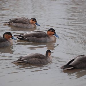 Philippine Ducks at Slimbridge, 06/02/12