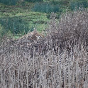 (Wild) Great Bittern at Slimbridge, 06/02/12