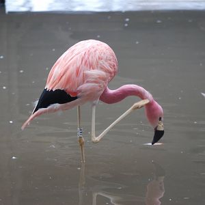 Andean Flamingo at Slimbridge, 06/02/12