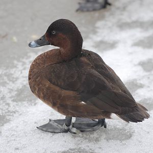 Hardhead at Slimbridge, 06/02/12