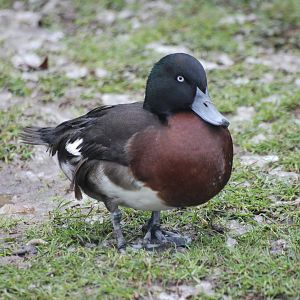 Baer's Pochard at Slimbridge, 06/02/12