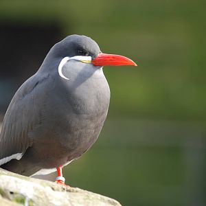 Inca Tern at Bristol, 06/02/12