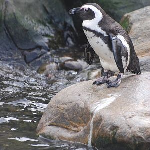 Black-footed Penguin at Bristol, 06/02/12