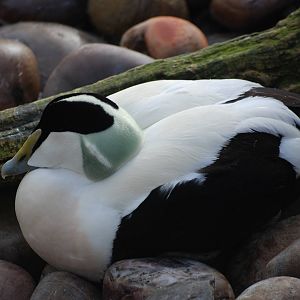 Common Eider at Bristol, 06/02/12