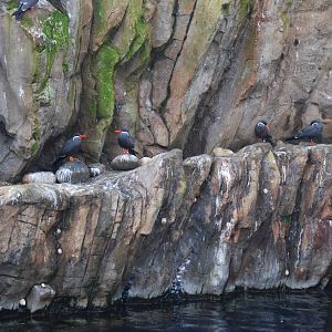 Inca Terns at Bristol, 06/02/12