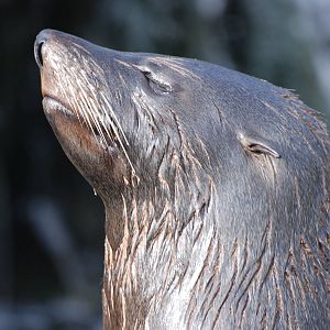 South American Fur Seal at Bristol, 06/02/12