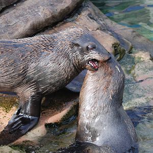 South American Fur Seal Aggression at Bristol, 06/02/12