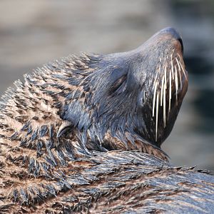 South American Fur Seal at Bristol, 06/02/12