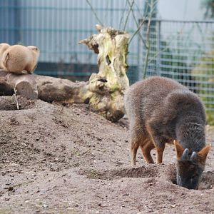 Investigative Pudu at Bristol, 06/02/12