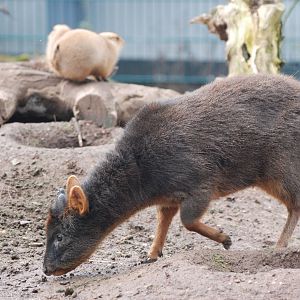 Pudu and Prairie Marmot at Bristol, 06/02/12