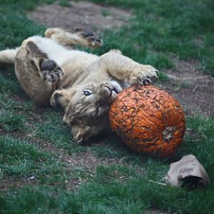 lion cub - Feb 14, 2012