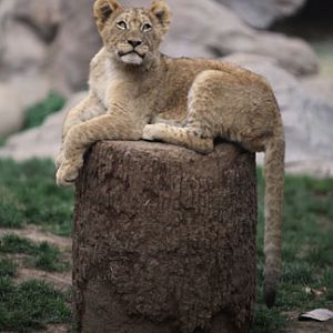 lion cub - Feb 14, 2012