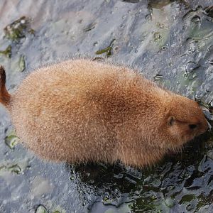 Black-tailed Prairie Marmot on Ice at Bristol, 06/02/12