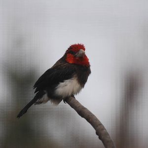 Brown-breasted Barbet at Bristol, 06/02/12